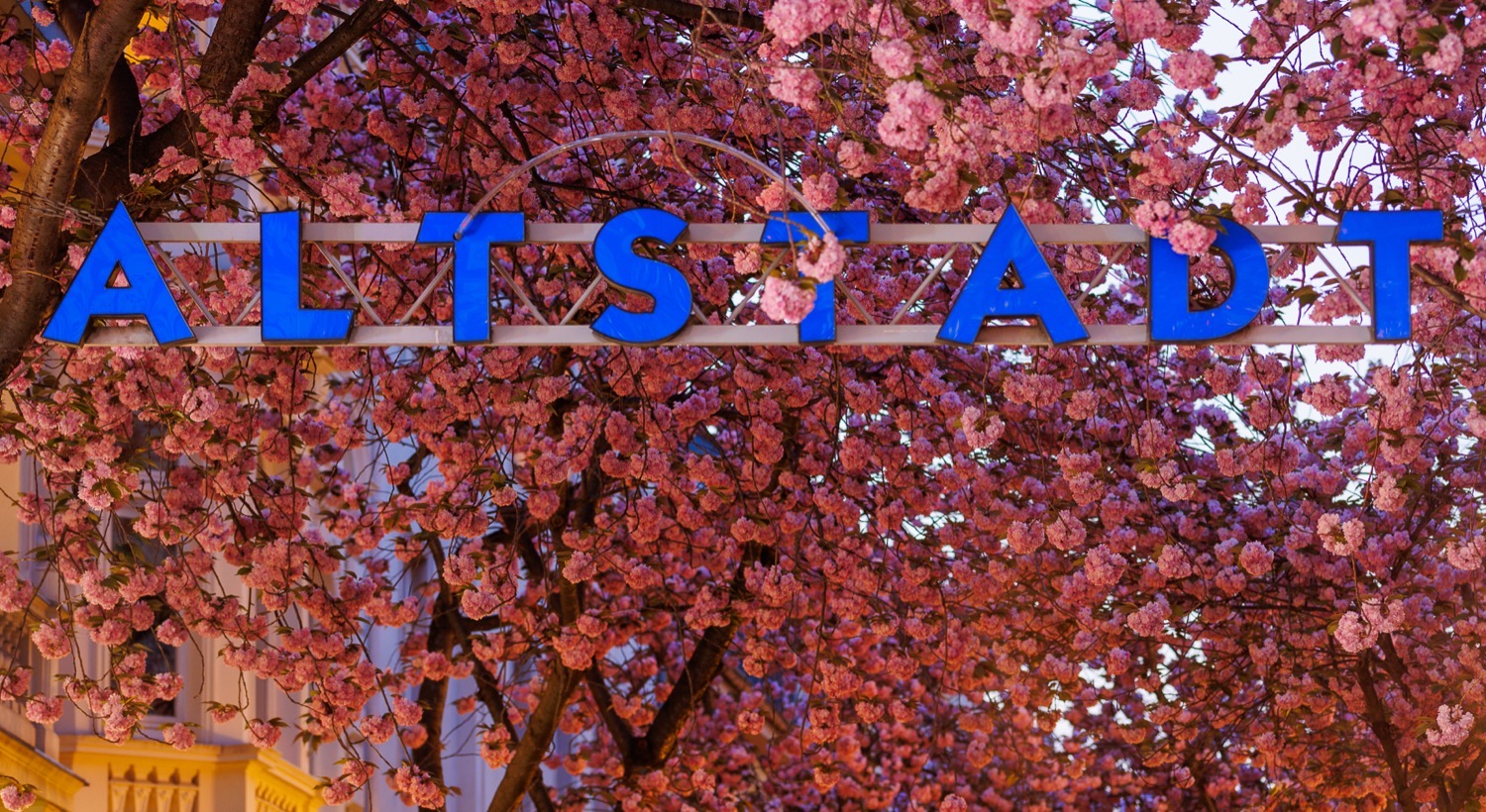 ボン旧市街の桜を見るおすすめの時期と時間帯